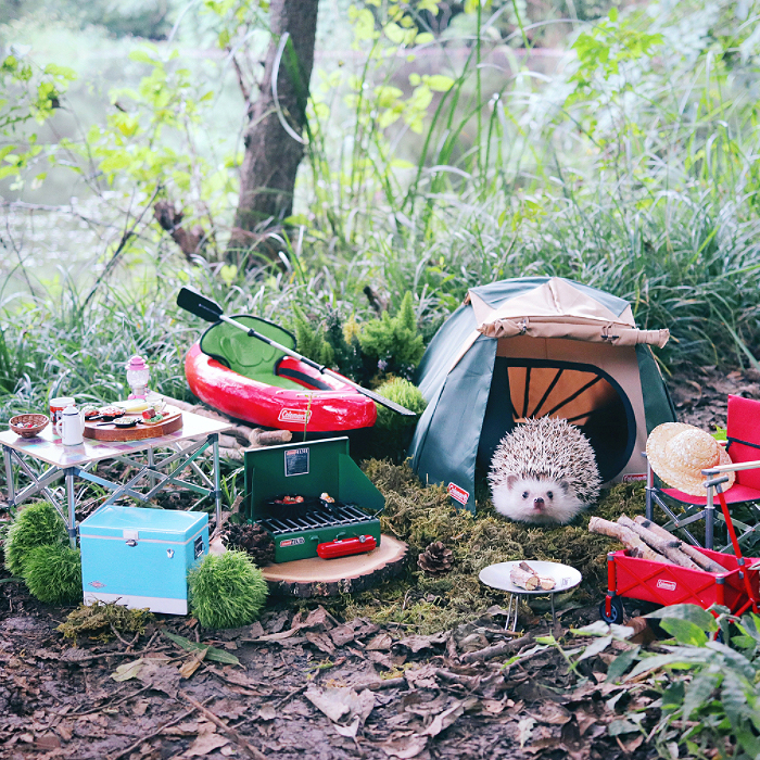 Tiny Hedgehog Goes Camping, And His Pics Are The Best Thing You'll See Today