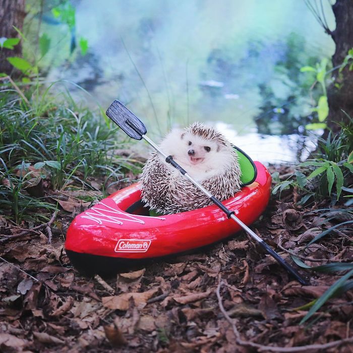 Tiny Hedgehog Goes Camping, And His Pics Are The Best Thing You'll See Today