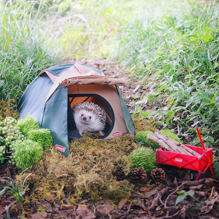 Este pequeño erizo se va de acampada, y sus fotos son lo mejor que verás hoy
