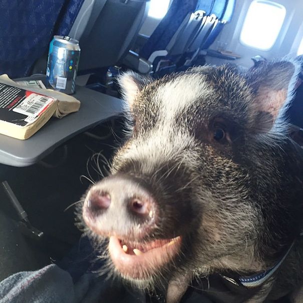 When Pigs Fly? Ha! Hoggin' The Possibilities!
