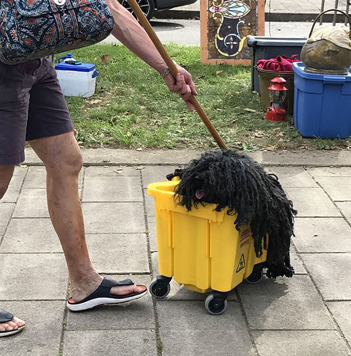 Woman Dresses Her Dog As A Mop, And It’s Probably The Best Pet Costume We’ve Ever Seen