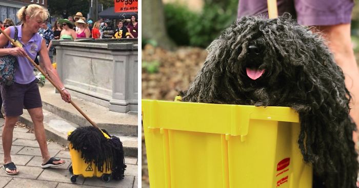 Woman Dresses Her Dog As A Mop, And It's Probably The Best Pet Costume  We've Ever Seen