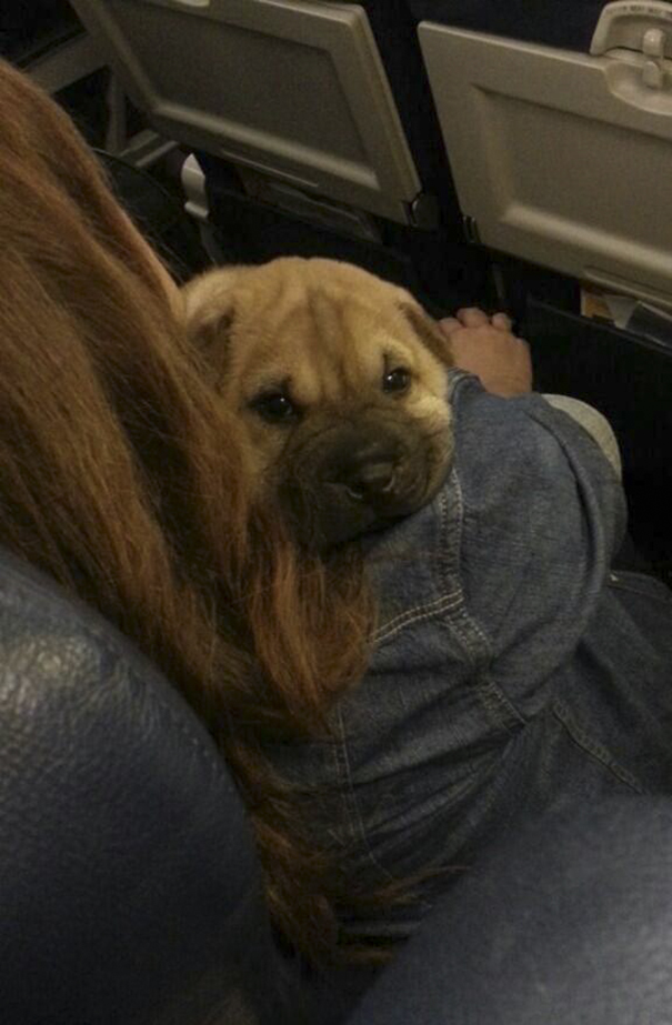 Lol Who Brings A Dog On The Plane? I Didnt Even Know That Was Allowed?
