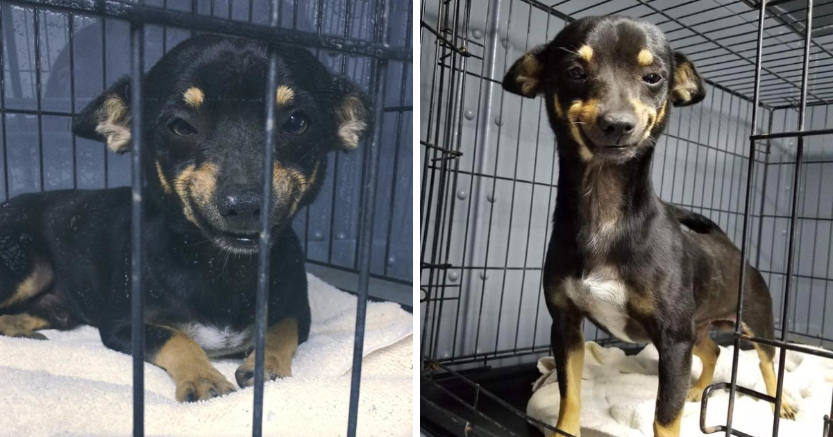 The Internet Fell In Love With This Rescued Dog With A Beautiful Smile On His Face And Everyone Wants To Adopt Him | Bored Panda