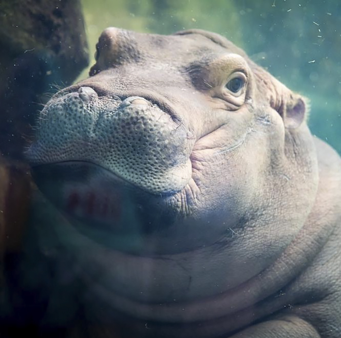 La hipopótama Fiona hizo photobomb en las fotos de compromiso de esta pareja, y mejoraron considerablemente
