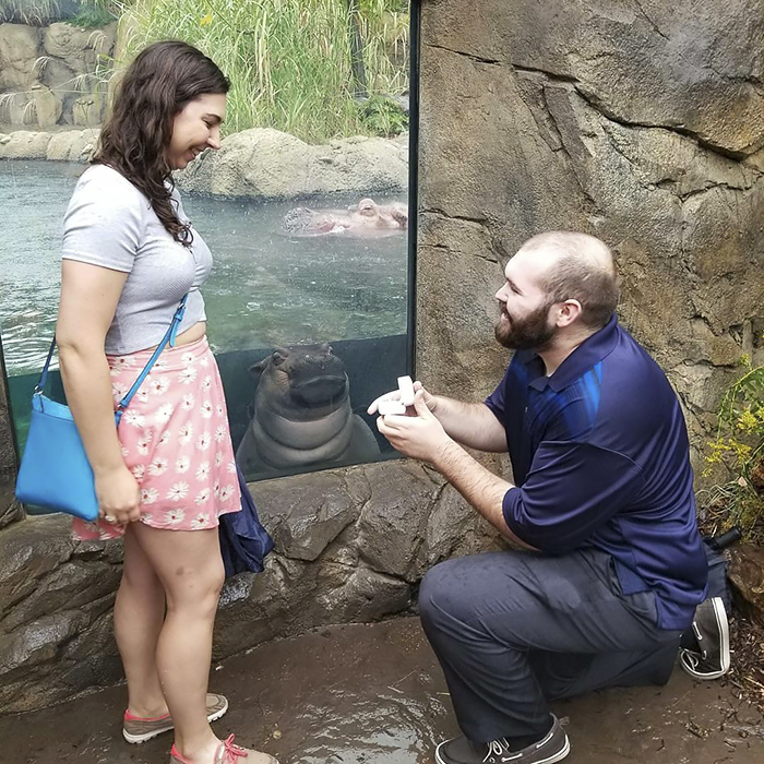 La hipopótama Fiona hizo photobomb en las fotos de compromiso de esta pareja, y mejoraron considerablemente