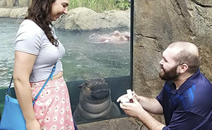 Fiona The Hippo Photobombs Couple’s Engagement Pics, And Now They’re So Much Better