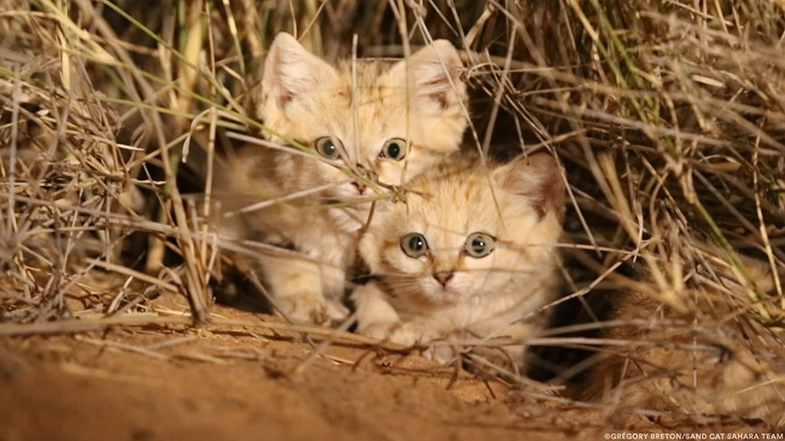 Por 1ª vez se capta en vídeo a crías de gato de las arenas en estado salvaje, y son adorables