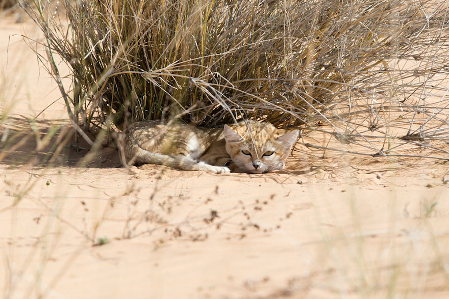 Wild Sand Kittens Have Just Been Caught On Film For The First Time Ever And They're Too Adorable