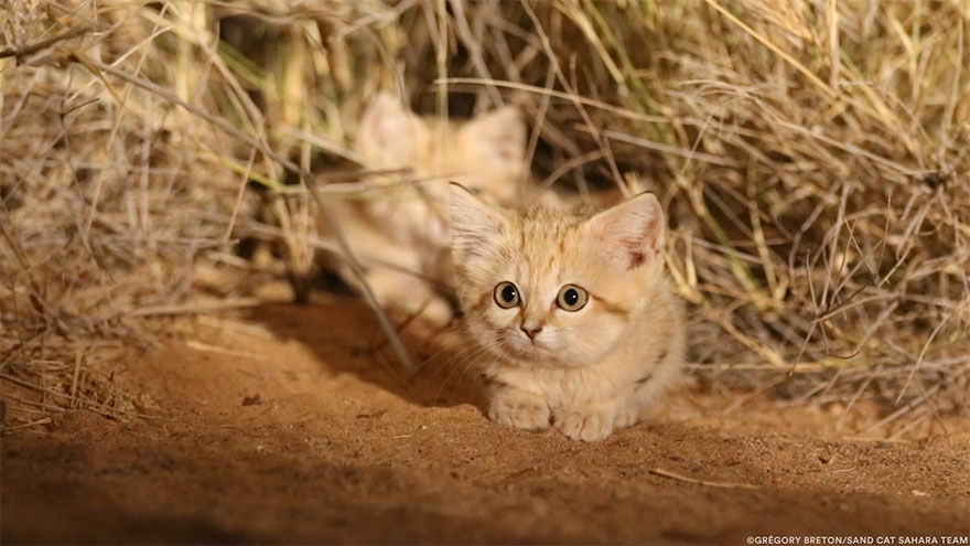 Por 1ª vez se capta en vídeo a crías de gato de las arenas en estado salvaje, y son adorables