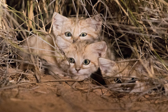 Wild Sand Kittens Have Just Been Caught On Film For The First Time Ever And They’re Too Adorable