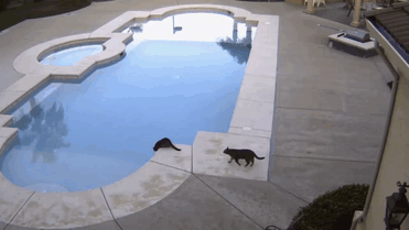 Gato tirando a su hermano a la piscina