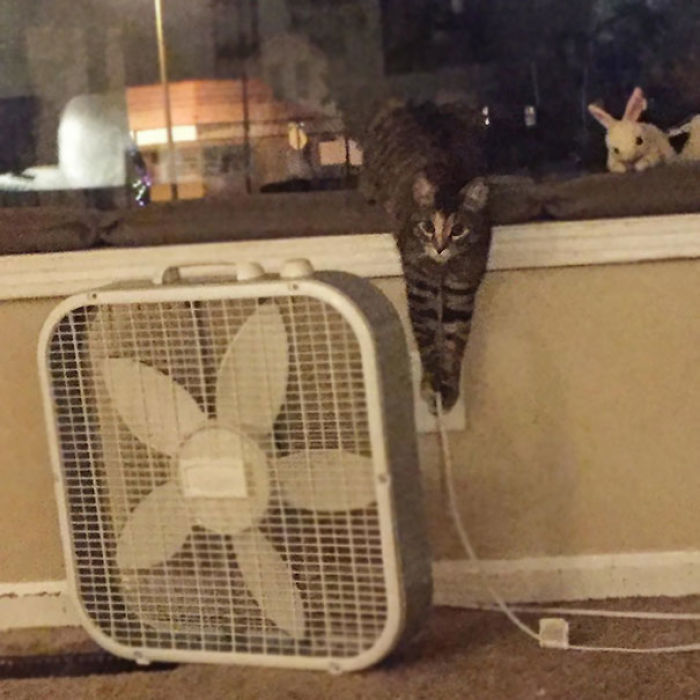 Hace mucho calor y el gato no para de desenchufar el ventilador