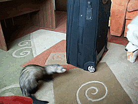 Ferrets Can Be Such Jerks
