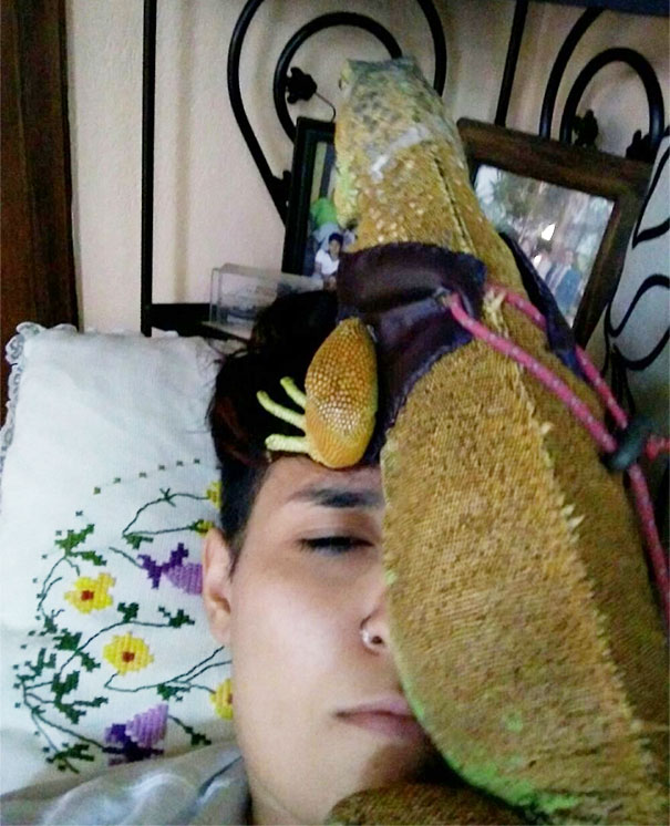 My Iguana Doesn't Know The Concept Of "Personal Space"