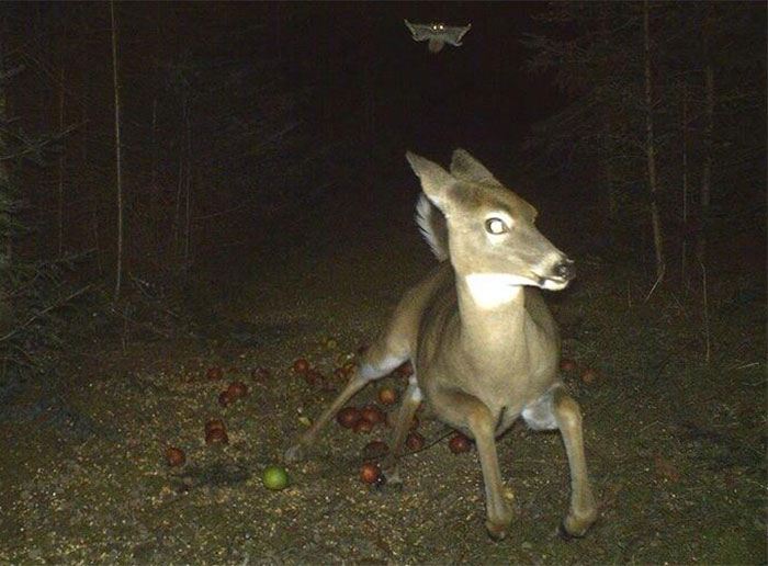 Deer Runs From Flying Squirrel
