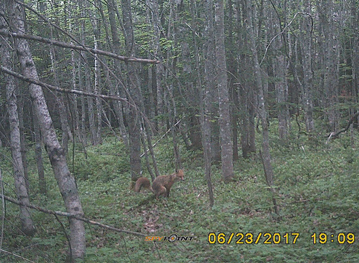 3 Days Ago My Trail Camera Got A Picture Of A Fox Exactly When It Was About To Do It's Business