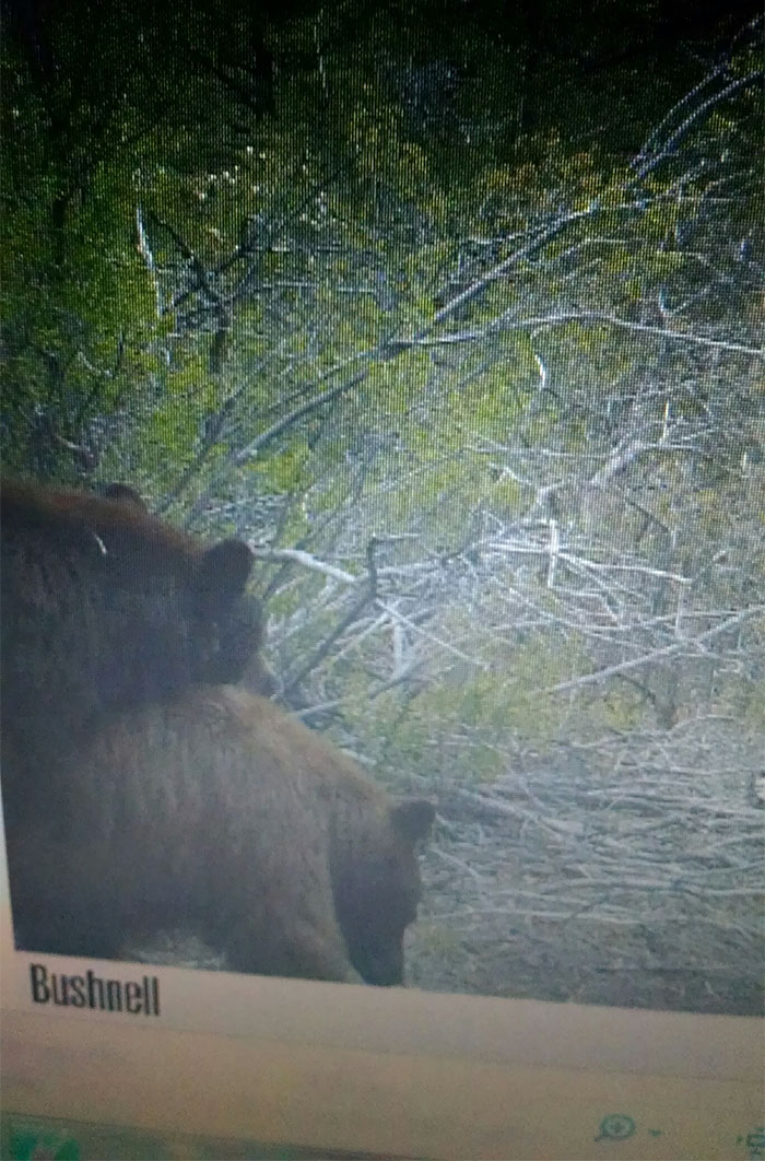 Checked The Trail Camera And All I Saw Were Fucking Bears