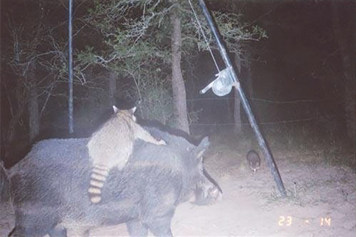 Just A Raccoon Riding A Hog