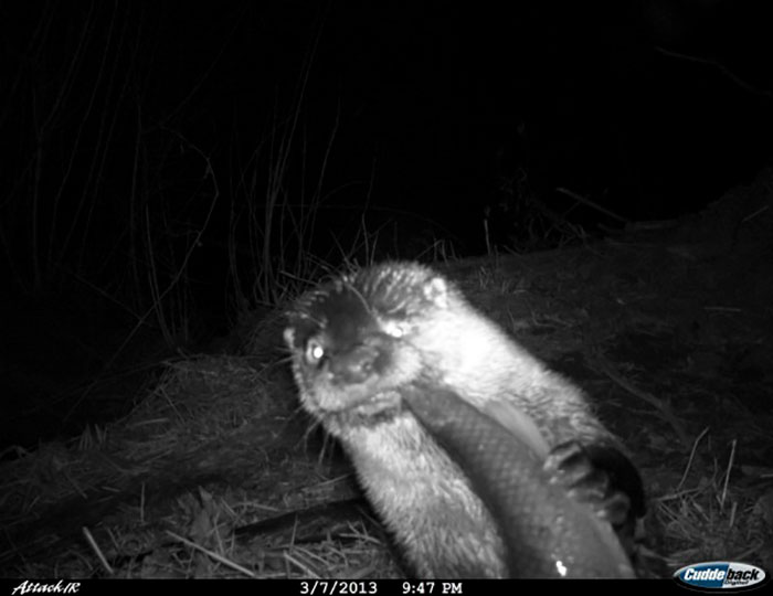 This Otter Dining