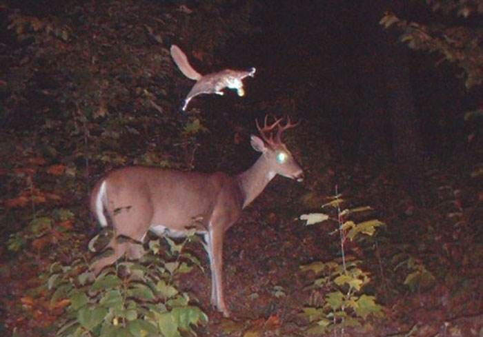 This Young Buck Is About To Be Very Startled By A Flying Squirrel