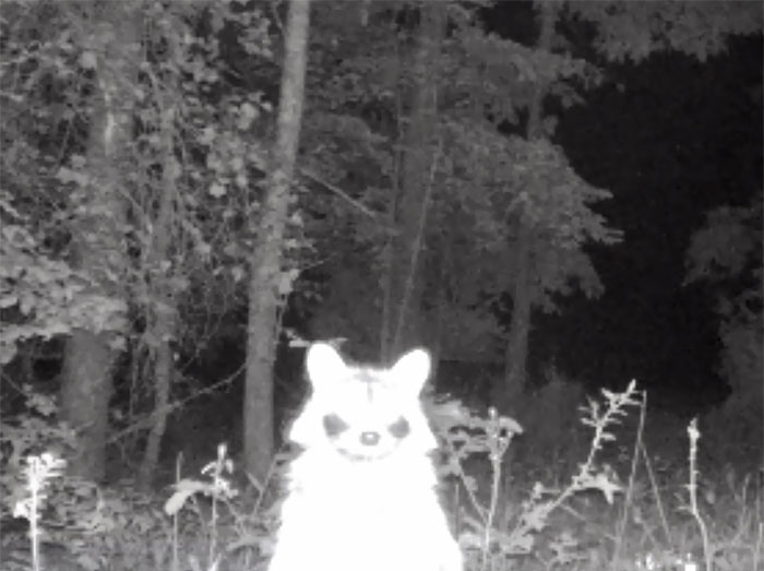 My Trail Cam Caught Something Sinister Behind The House
