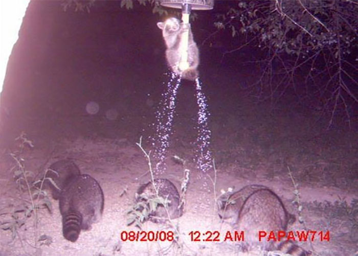 Raccoon Generously Making The Food Sprinkle Down For The Others