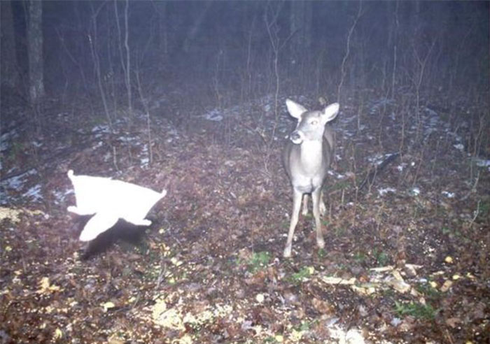 The Deer Is Just As Confused As You