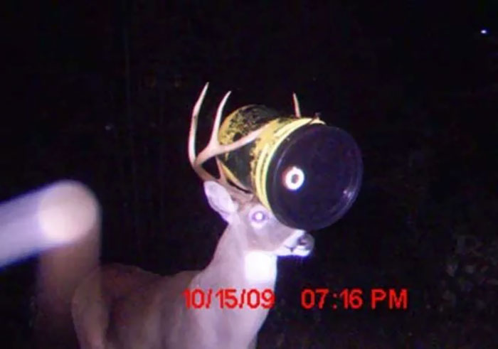 Yes, That's A Bucket Stuck On That Deer's Head