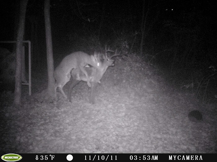 A Friend Of Mine Has A Motion Camera In His Backyard. Also, A Plastic Deer For Bow Target Practice. He Found This On The Cameras A While Back
