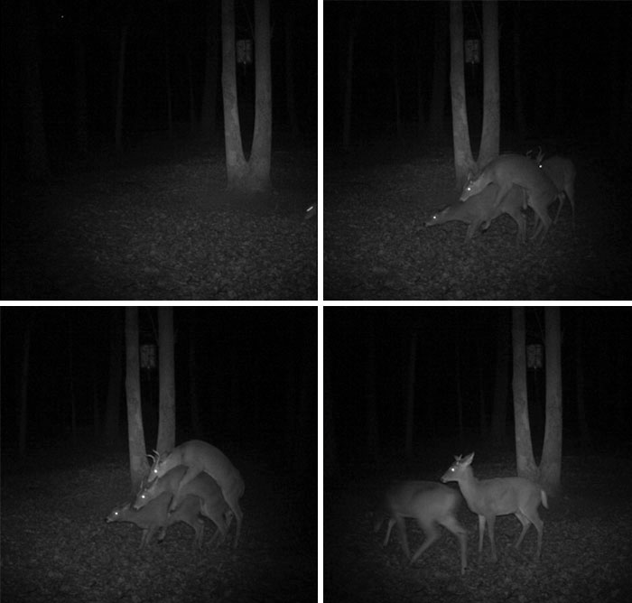 My Buddy Has A Deer Cam On His Property And It Captured This