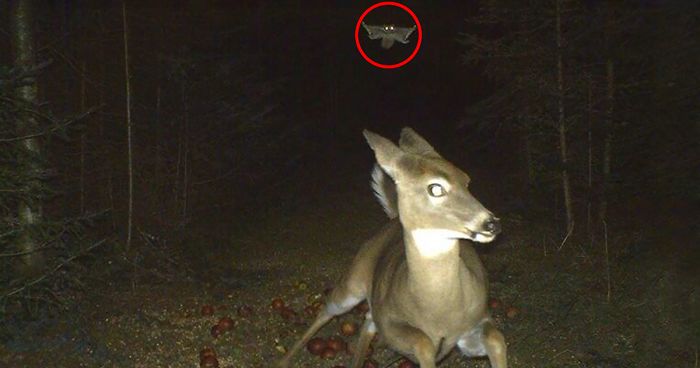 62 Times Hidden Cams Revealed What Animals Do When Nobody Is