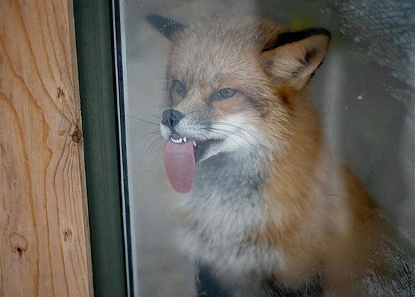 Fox Licking A Window