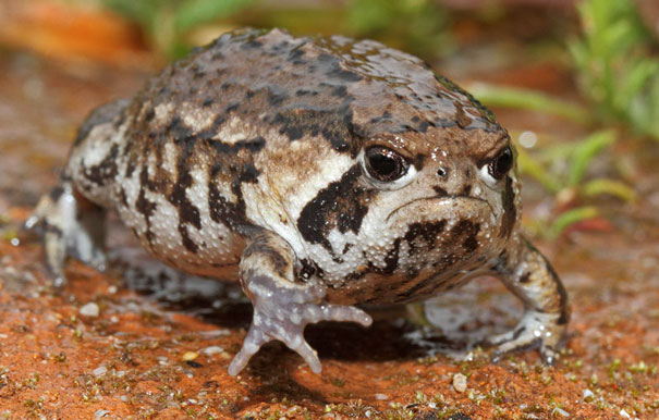 Grumpy Toad Does Not Want His Photo Taken