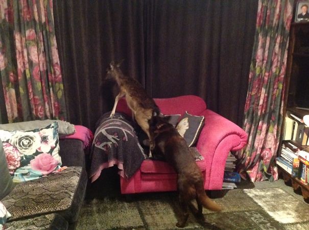My Dogs Trying To Catch The Deer By Climbing On Him. Dog Jerk To The Deer, And Deer, On Sofa