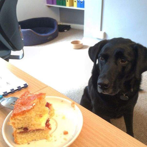 My Dog Watched This Cake For All The Time I Took To Eat It