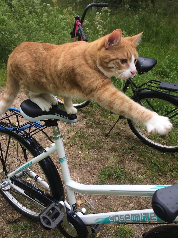 This Little Buddy Tried To Steal My Bike...