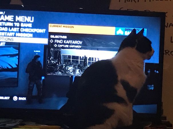 My Cat, Rascal, Likes To Be A Jerk Whenever I Want To Play On My Xbox