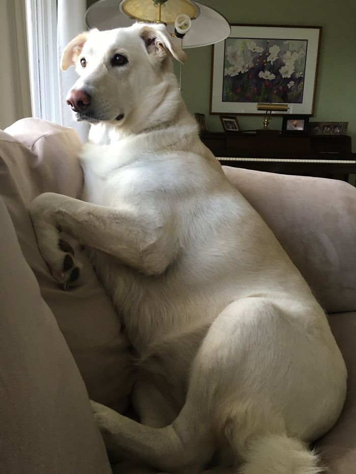 A Very Good Watch Doggo Knows How To Sit On Her Fluffy Doggo Booty To Better See The Squirrels.