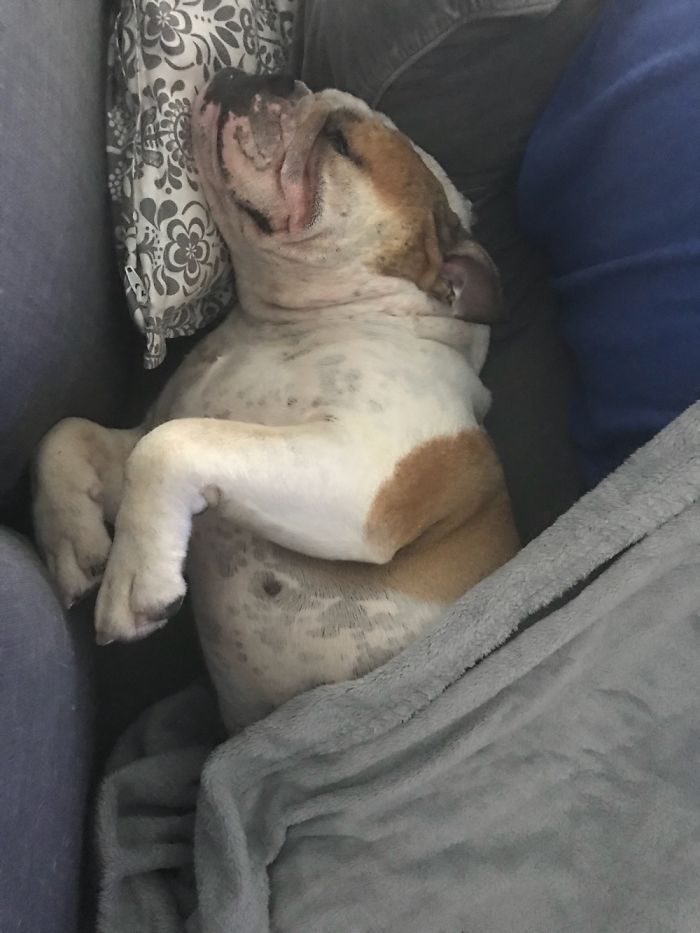 Pepa Our Bulldog, She Loves Going Under The Blanket And Stealing Our Pillows