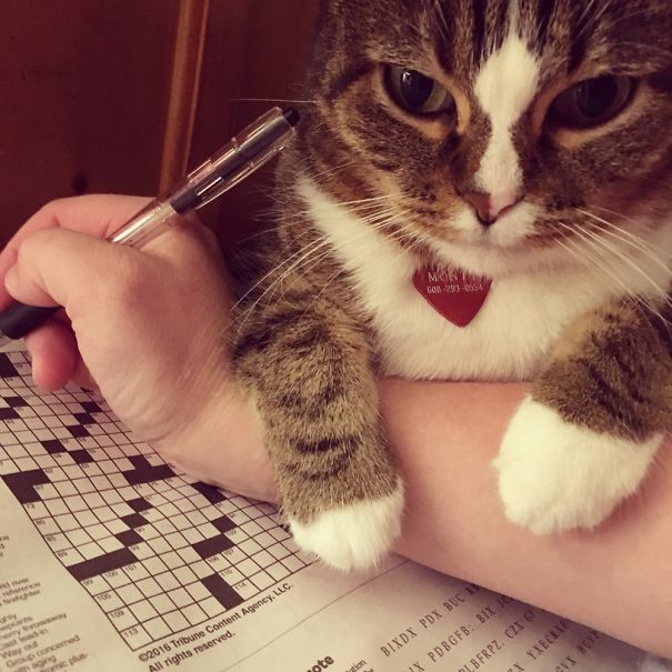He Never Lets Me Do My Crossword Puzzles At Bedtime!