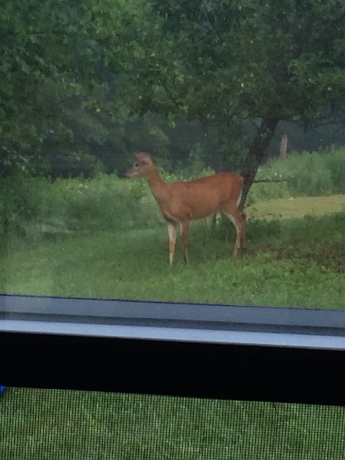 This Deer Comes In My Backyard Pretty Often