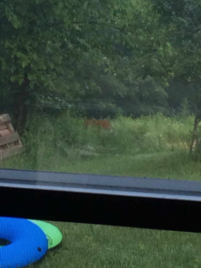 This Deer Comes In My Backyard Pretty Often