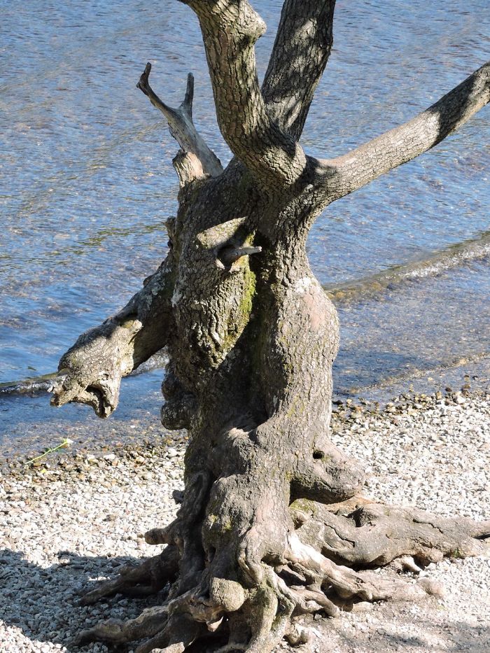 Something Was Captured In This Tree. It‘S In Scottland At Loch Lomond.