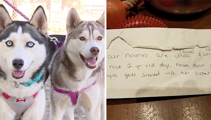 Someone Found These 2 Huskies Abandoned At A Dog Park With A Heartbreaking Note