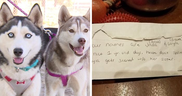 Someone Found These 2 Huskies Abandoned At A Dog Park With A ...