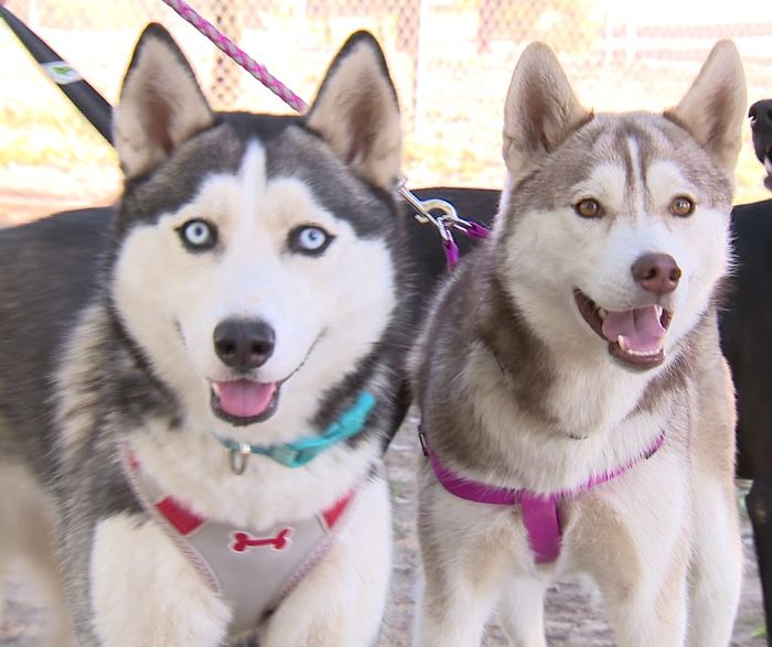 Someone Found These 2 Huskies Abandoned At A Dog Park With A Heartbreaking Note