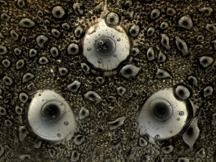 Ojos de avispa australiana con condensación, Tonbridge, imagen distinguida
