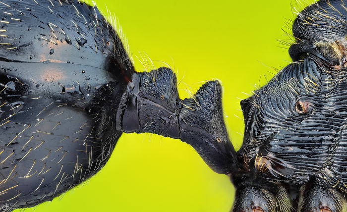 El peciolo que conecta el abdomen y el tórax de una hormiga, Izmir, imagen distinguida