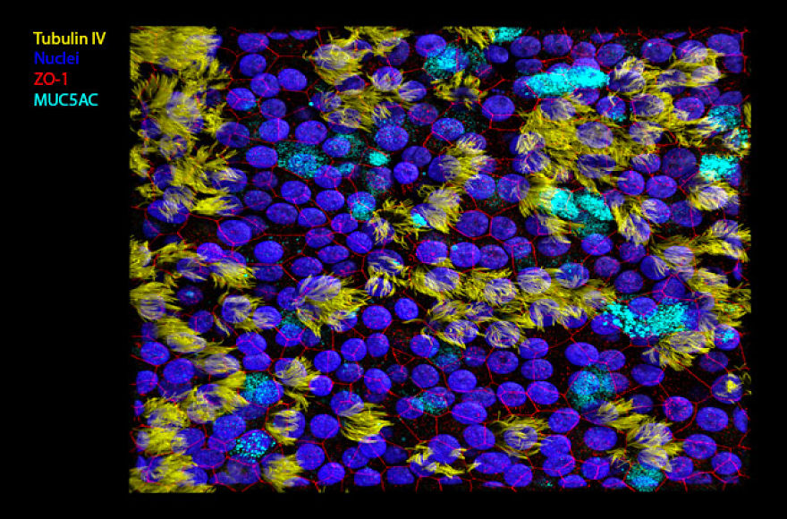Ciliated Respiratory Epithelial Cells (Yellow) And Mucus Producing Goblet Cells (Cyan), Containing Tight Junctions (Red) And Nuclei (Blue), Rotterdam, Honorable Mention